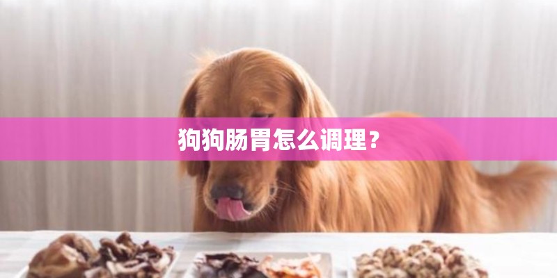 狗狗肠胃怎么调理？
