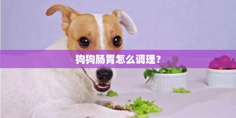 狗狗肠胃怎么调理？