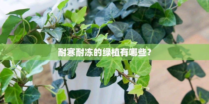 耐寒耐冻的绿植有哪些？