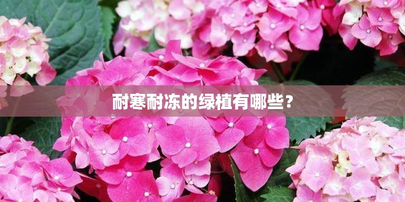 耐寒耐冻的绿植有哪些？