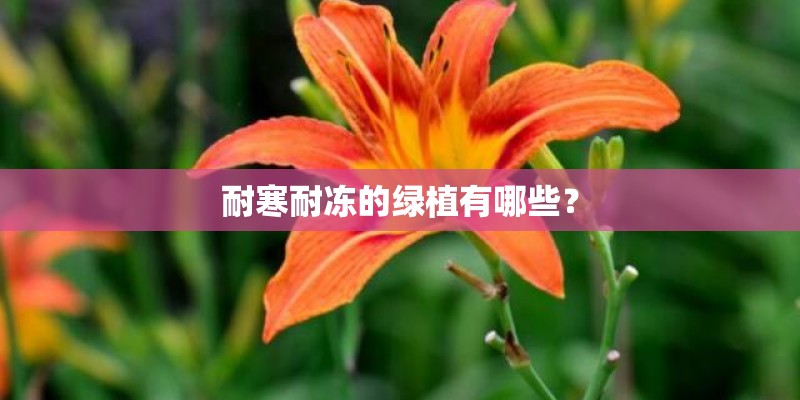 耐寒耐冻的绿植有哪些？