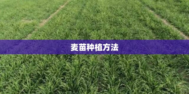 麦苗种植方法
