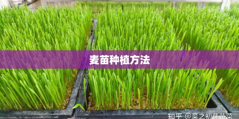 麦苗种植方法