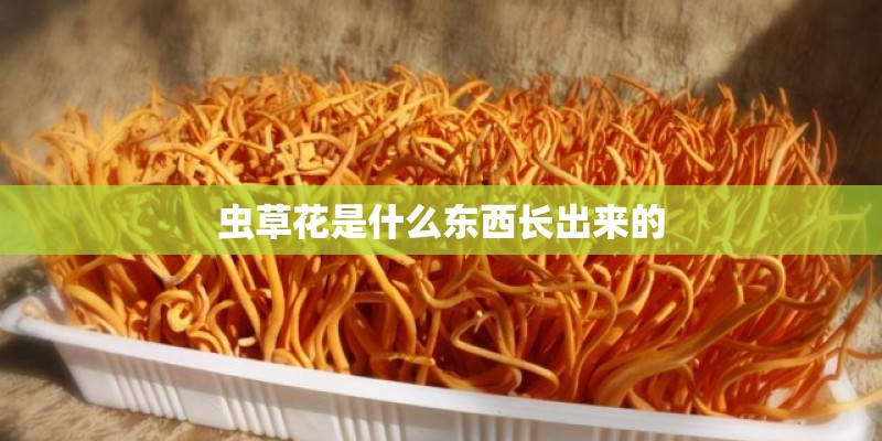 虫草花是什么东西长出来的