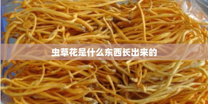 虫草花是什么东西长出来的