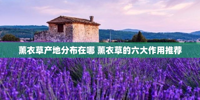 薰衣草产地分布在哪 薰衣草的六大作用推荐