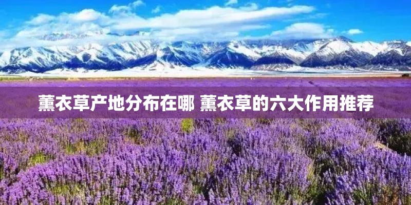 薰衣草产地分布在哪 薰衣草的六大作用推荐