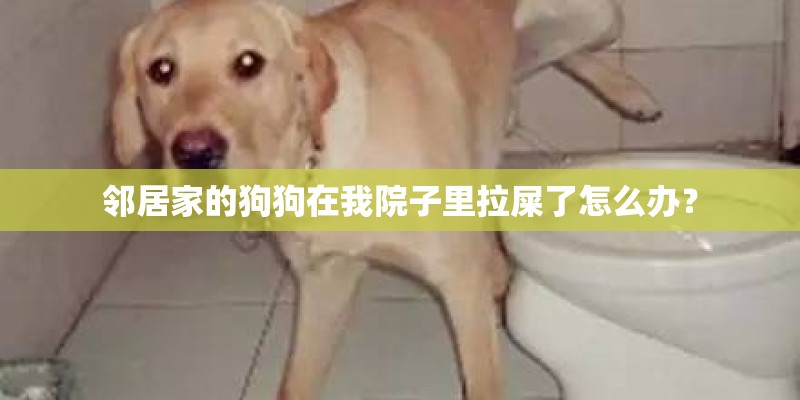 邻居家的狗狗在我院子里拉屎了怎么办? 邻居家的狗狗在我院子里拉屎了怎么办?