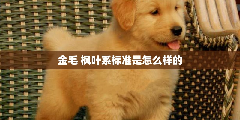金毛 枫叶系标准是怎么样的