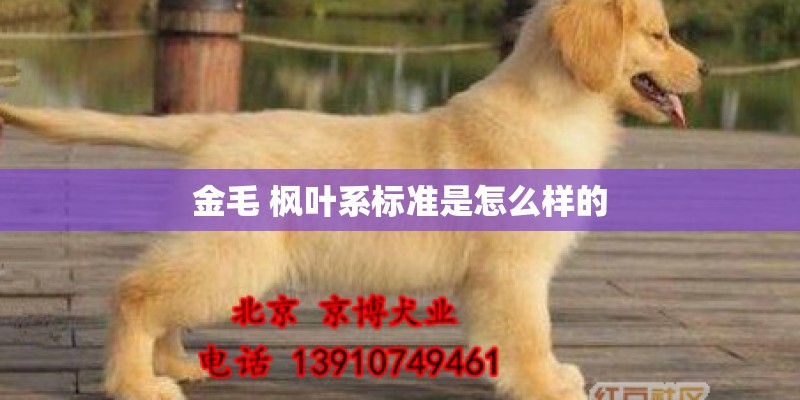 金毛 枫叶系标准是怎么样的