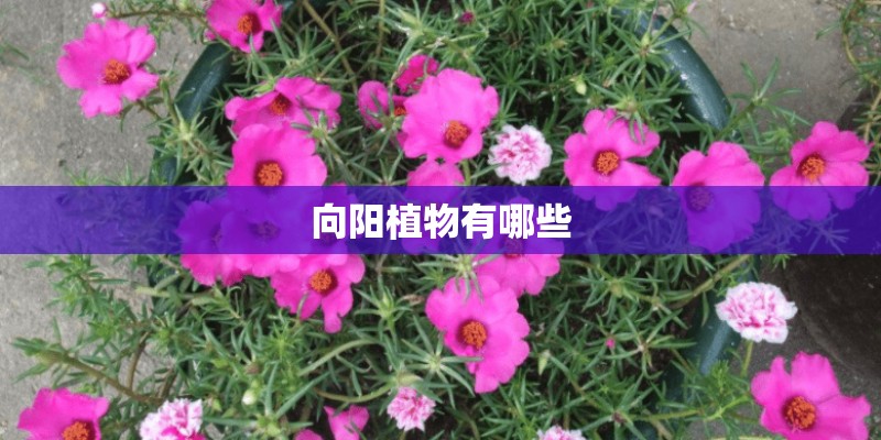 向阳植物有哪些