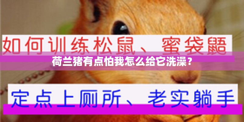 荷兰猪有点怕我怎么给它洗澡？