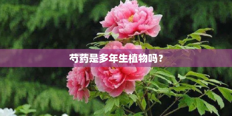 芍药是多年生植物吗？