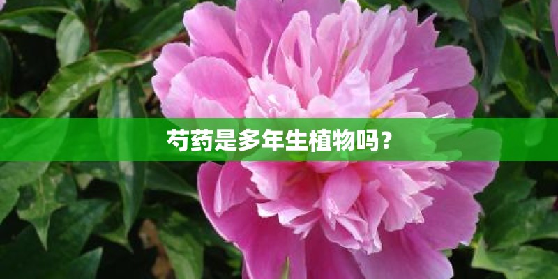 芍药是多年生植物吗？