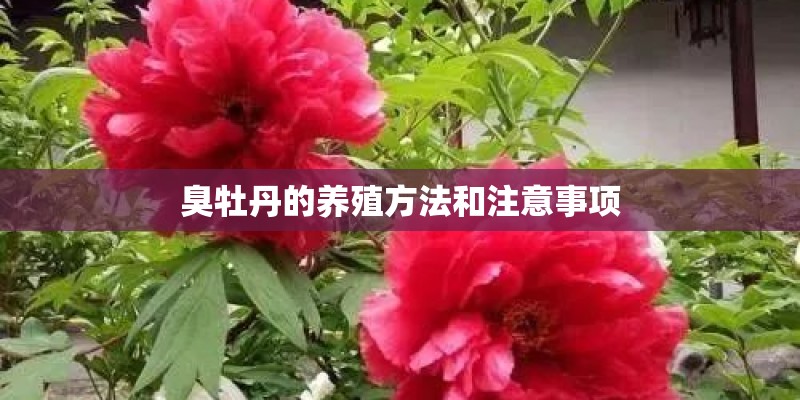 臭牡丹的养殖方法和注意事项
