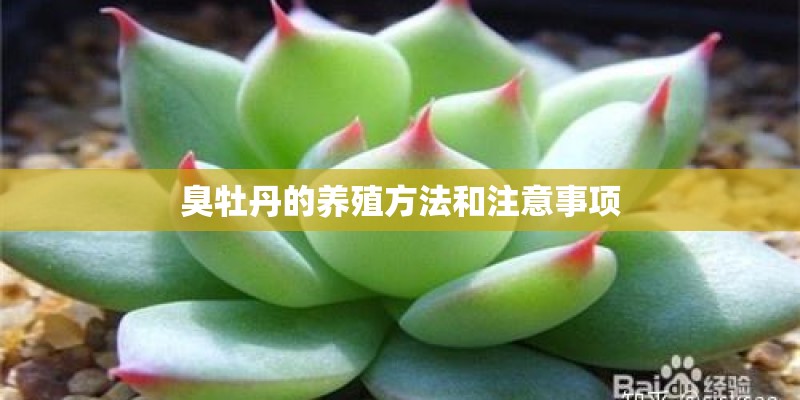 臭牡丹的养殖方法和注意事项