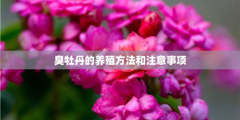 臭牡丹的养殖方法和注意事项