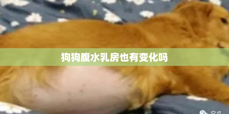 狗狗腹水乳房也有变化吗