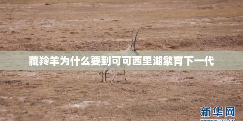 藏羚羊为什么要到可可西里湖繁育下一代
