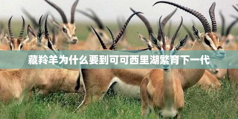藏羚羊为什么要到可可西里湖繁育下一代