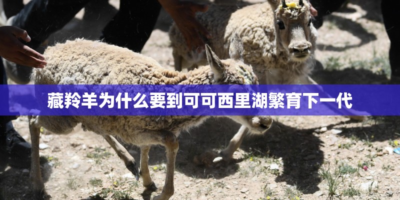 藏羚羊为什么要到可可西里湖繁育下一代