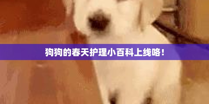 狗狗的春天护理小百科上线咯！