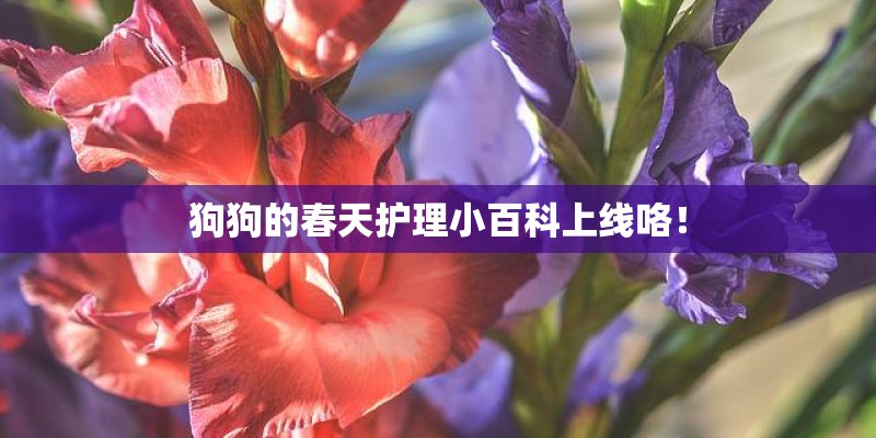 狗狗的春天护理小百科上线咯！