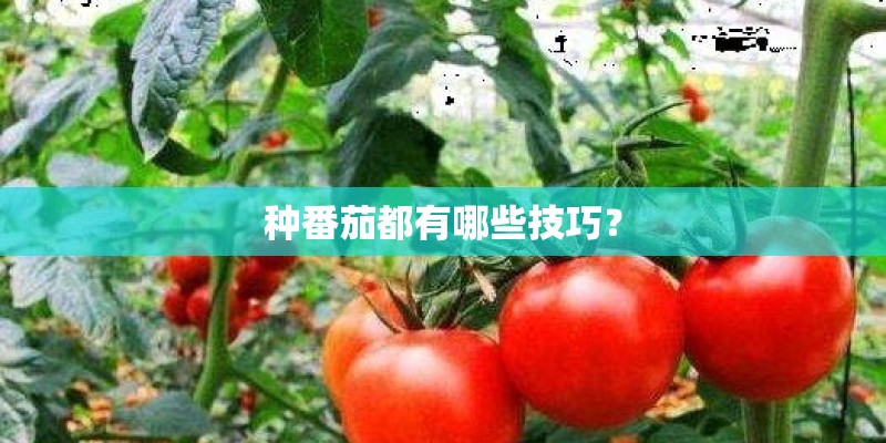 种番茄都有哪些技巧？