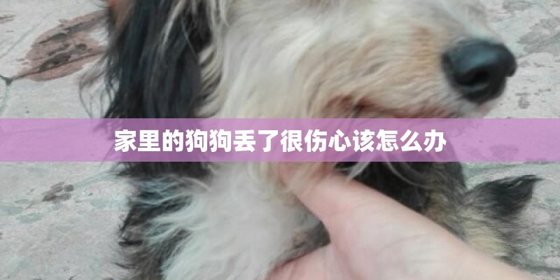 家里的狗狗丢了很伤心该怎么办