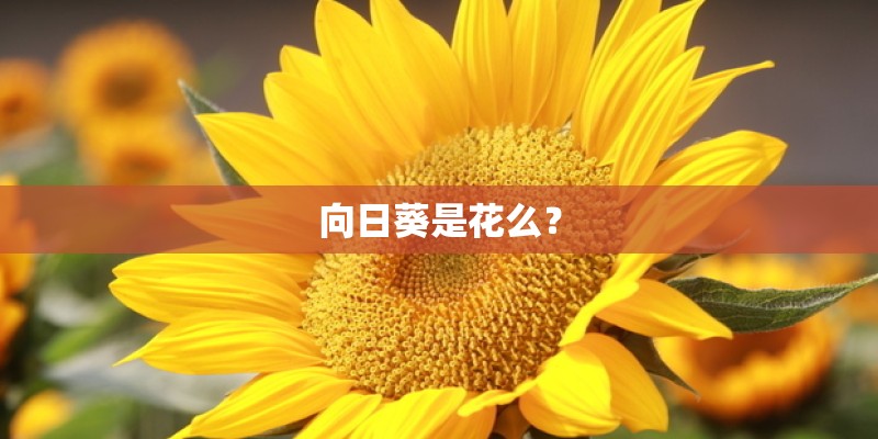 向日葵是花么？