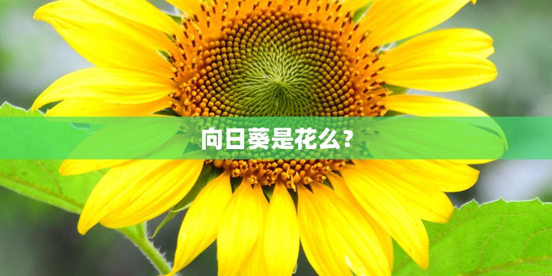 向日葵是花么？