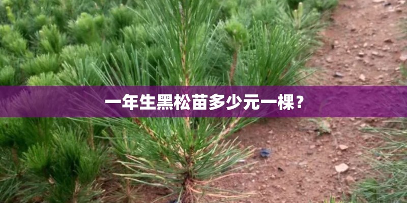一年生黑松苗多少元一棵？