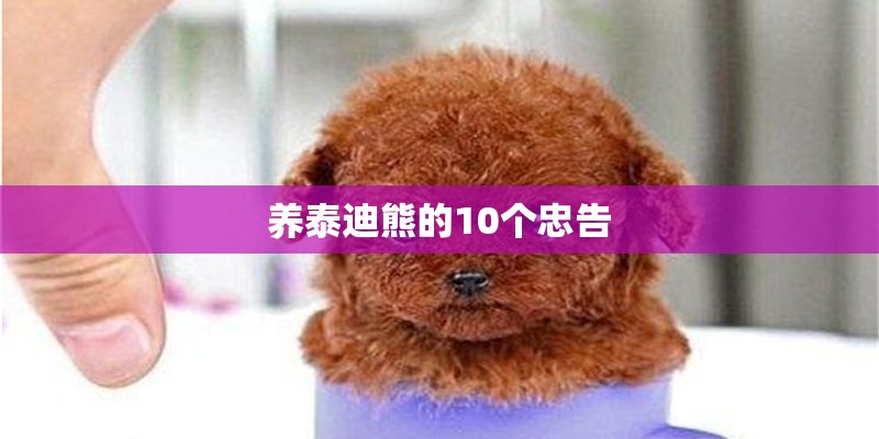 养泰迪熊的10个忠告