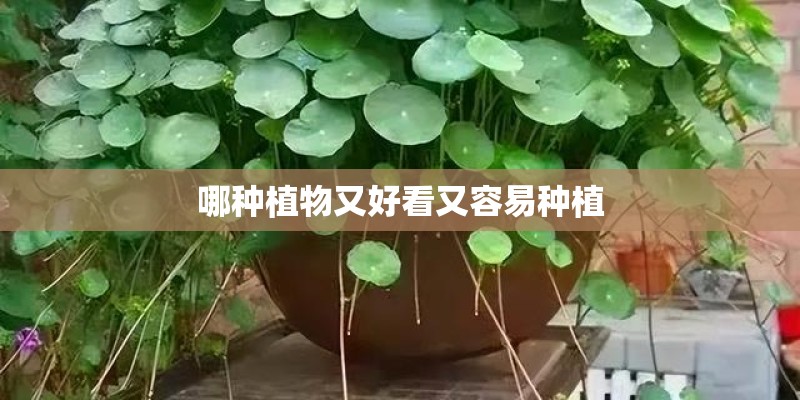 哪种植物又好看又容易种植