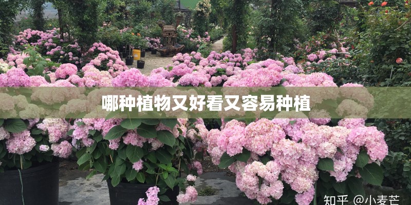 哪种植物又好看又容易种植
