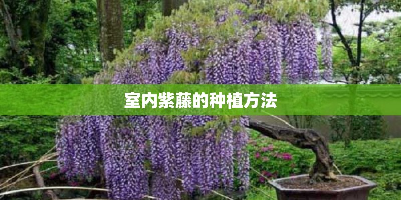 室内紫藤的种植方法