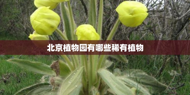 北京植物园有哪些稀有植物