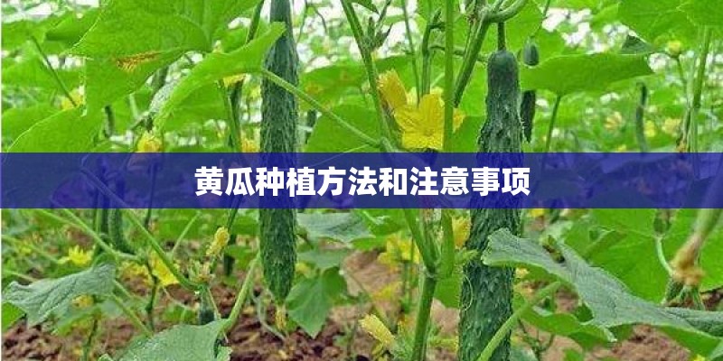 黄瓜种植方法和注意事项