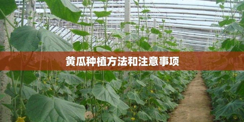 黄瓜种植方法和注意事项
