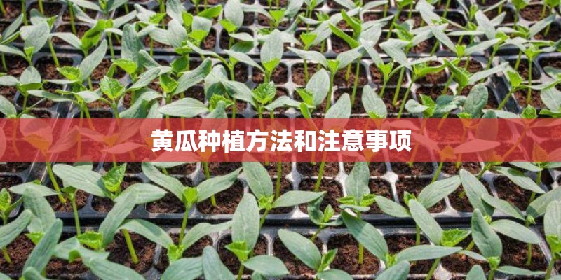 黄瓜种植方法和注意事项