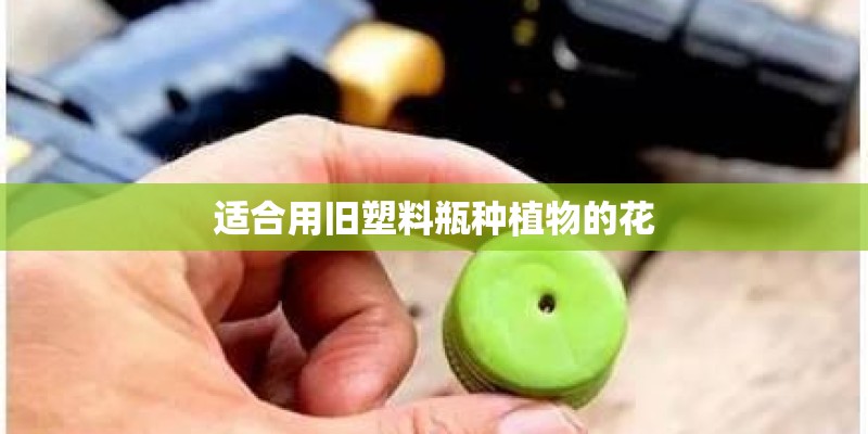适合用旧塑料瓶种植物的花