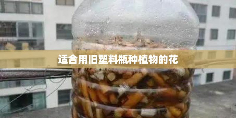 适合用旧塑料瓶种植物的花