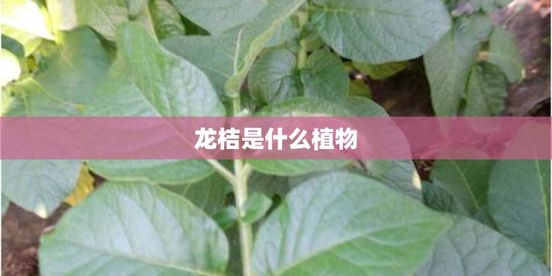 龙桔是什么植物