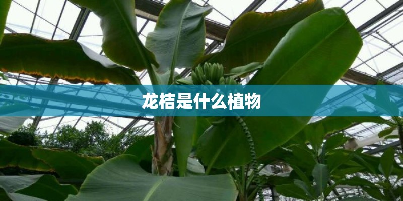龙桔是什么植物