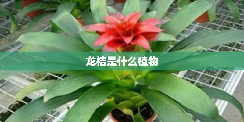 龙桔是什么植物