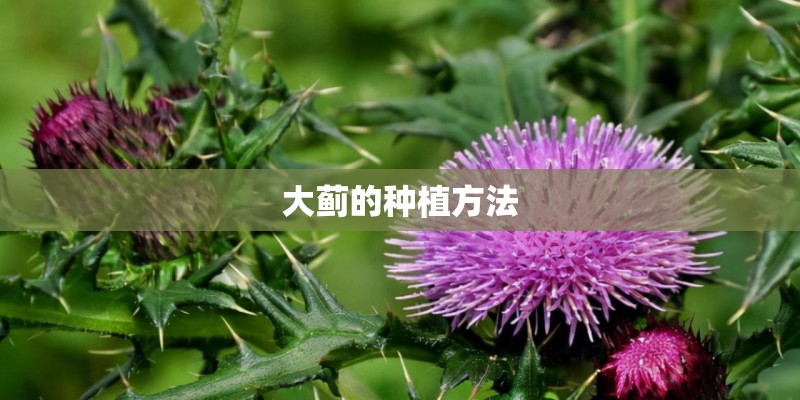 大蓟的种植方法