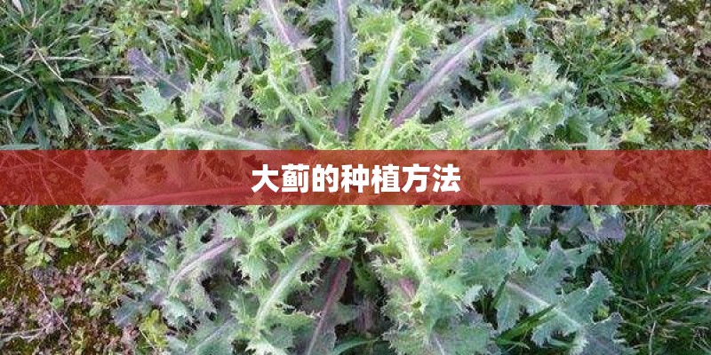 大蓟的种植方法