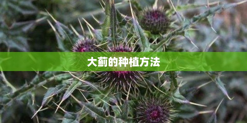 大蓟的种植方法