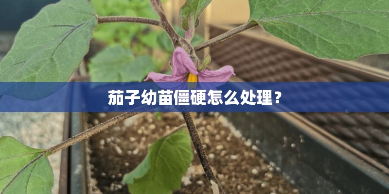 茄子幼苗僵硬怎么处理？