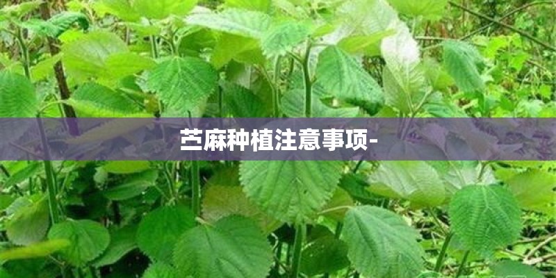 苎麻种植注意事项-